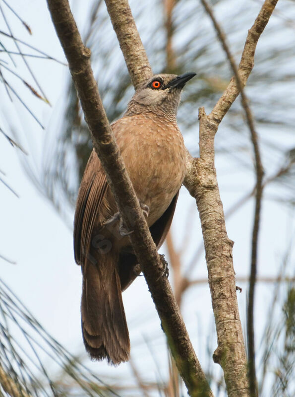 Brown Babbleradult, identification