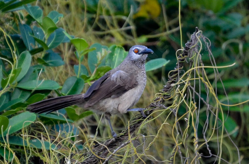 Brown Babbleradult, identification