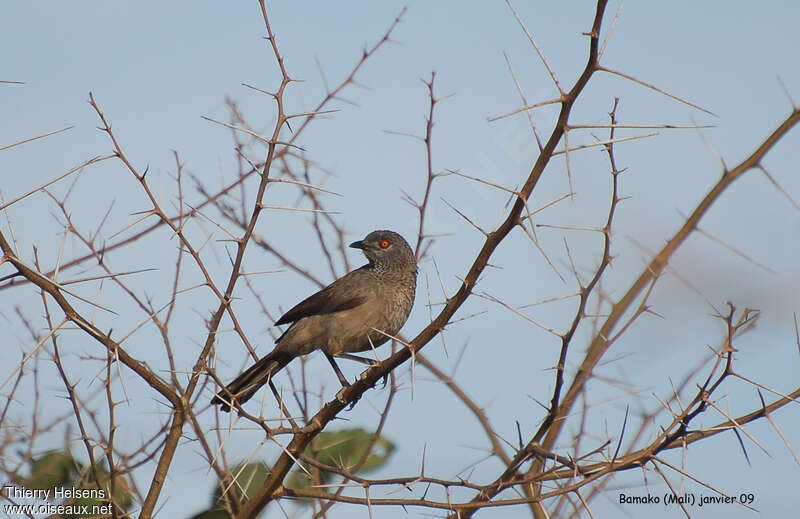 Brown Babbleradult, identification