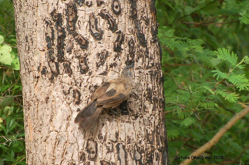 Cratérope brun, identification