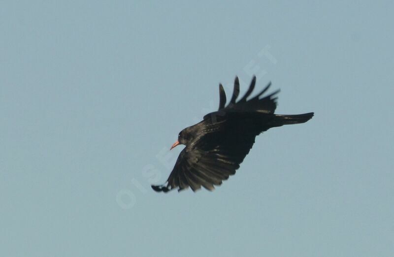 Red-billed Choughadult, Flight