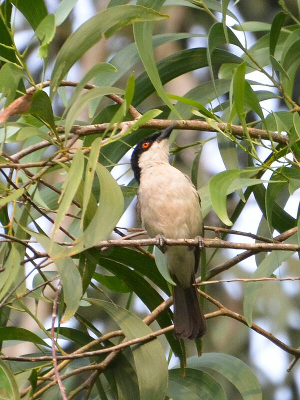 Northern Puffback male adult