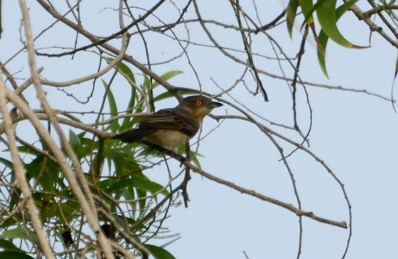 Northern Puffback female adult