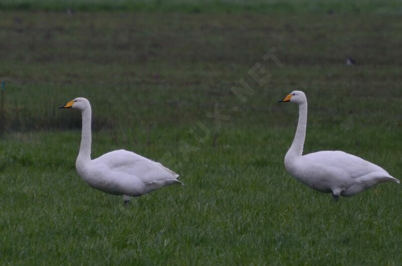 Cygne chanteuradulte, identification