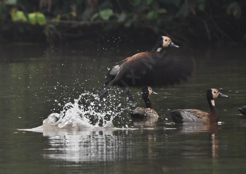 Dendrocygne veuf