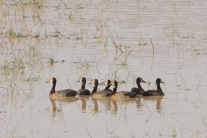 Dendrocygne veufadulte, identification