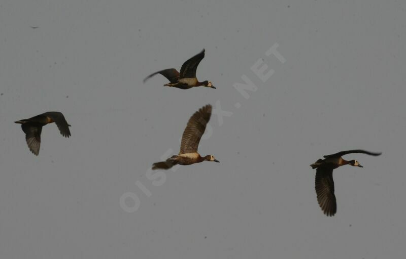 White-faced Whistling Duck