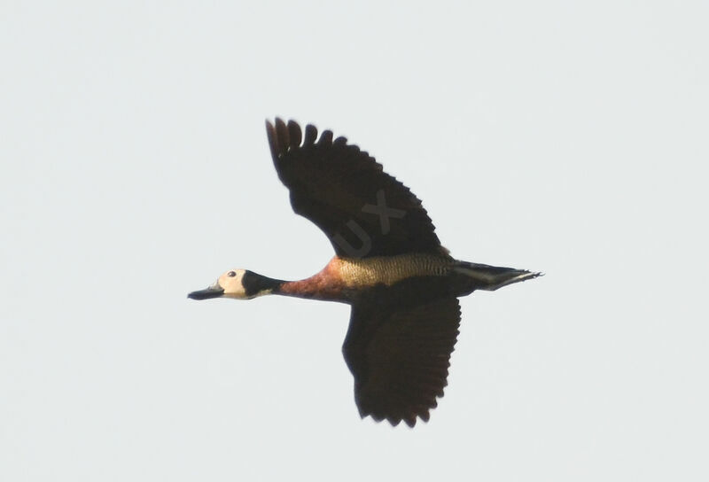 White-faced Whistling Duckadult, Flight