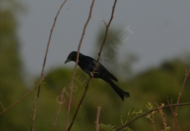 Fork-tailed Drongoadult