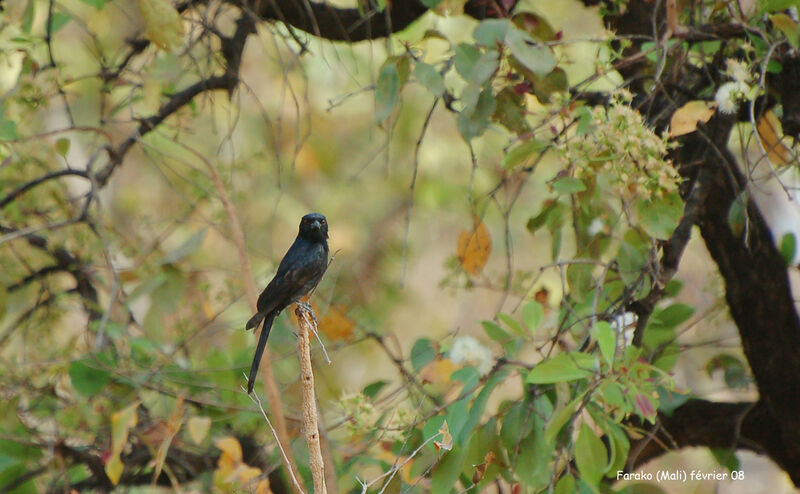 Fork-tailed Drongo