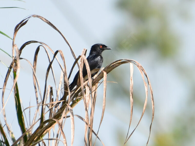 Drongo brillantadulte