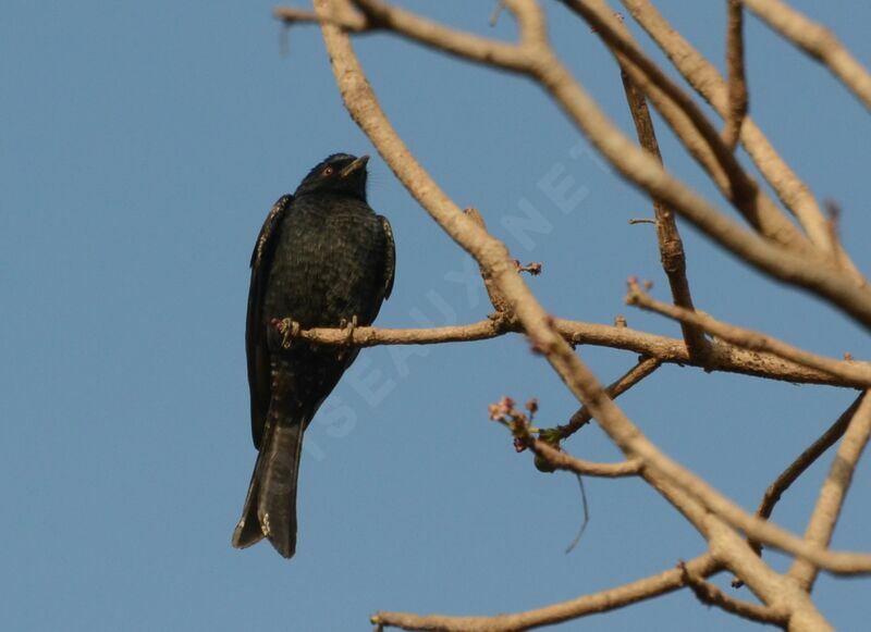 Drongo brillantadulte