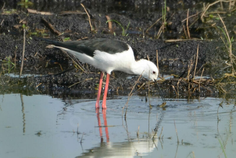 Black-winged Stiltadult, eats