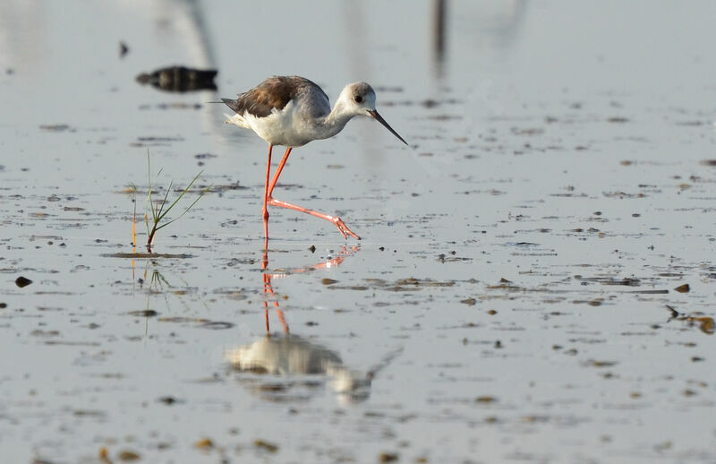 Black-winged Stiltadult post breeding