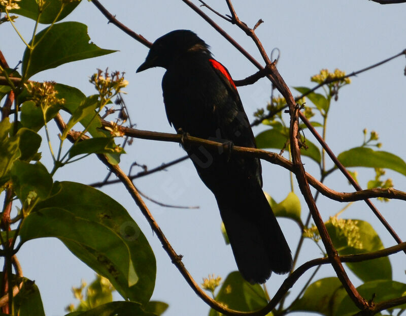 Échenilleur à épaulettes rouges mâle adulte, identification