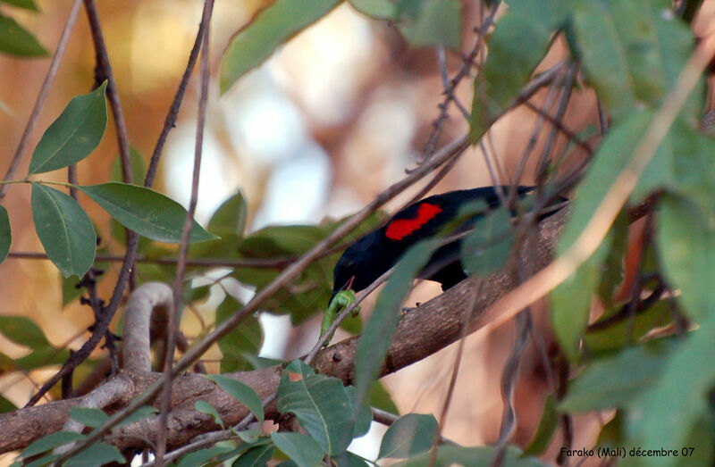 Red-shouldered Cuckooshrike male adult, identification