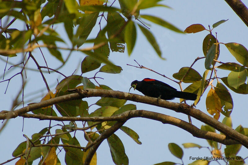 Échenilleur à épaulettes rouges mâle adulte, identification