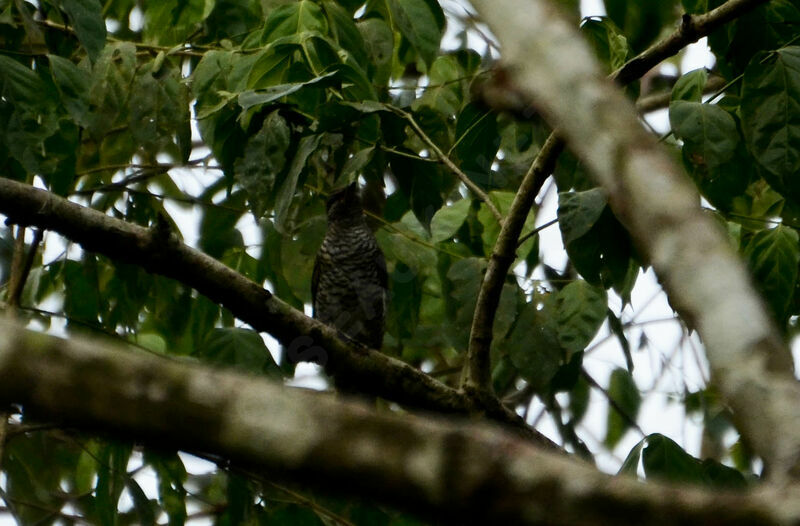 Red-shouldered Cuckooshrike female adult, identification