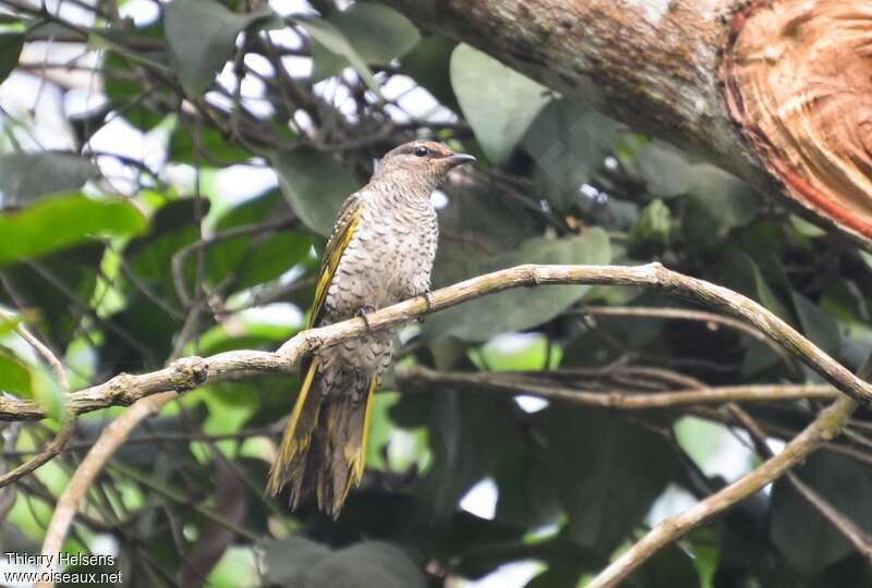 Red-shouldered Cuckooshrike female adult