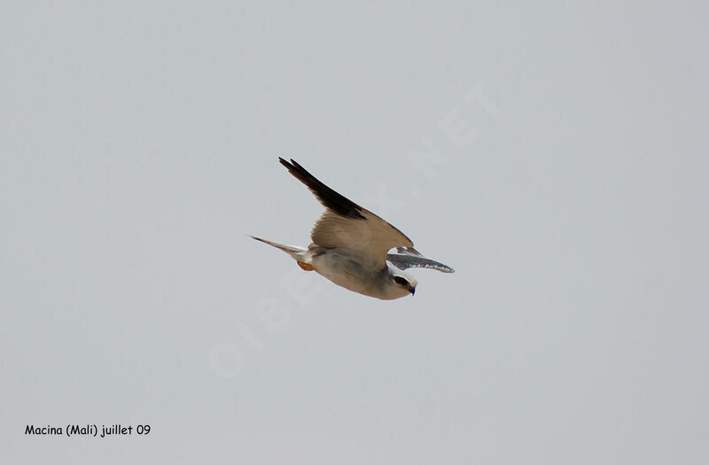 Black-winged Kitesubadult, identification