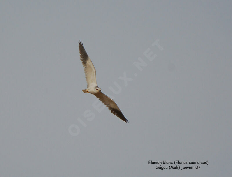 Black-winged Kiteadult