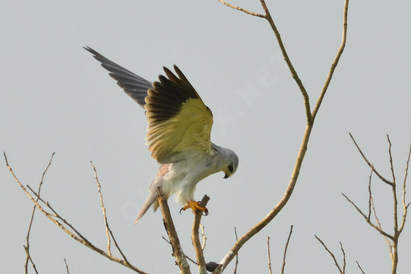 Black-winged Kitesubadult, identification