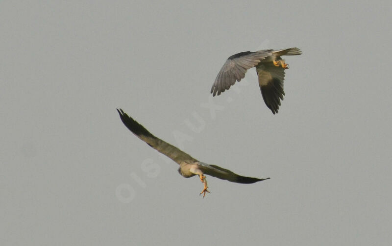 Black-winged Kiteadult, courting display