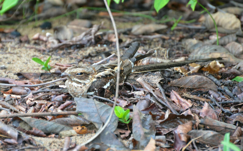 Long-tailed Nightjaradult breeding, identification