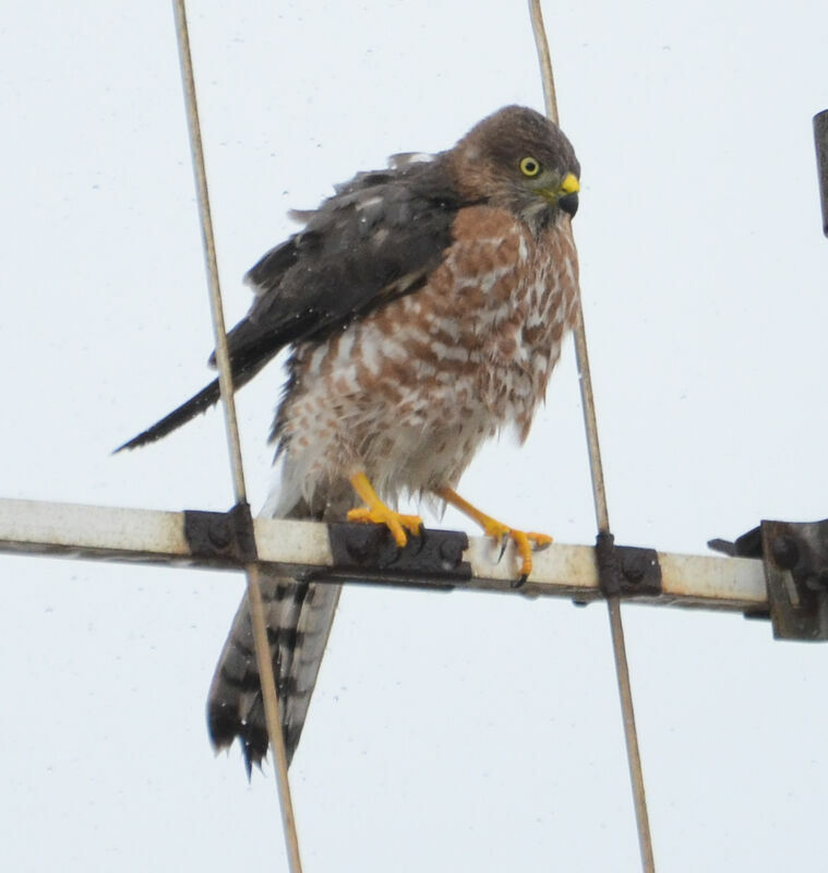 Épervier shikraimmature, identification