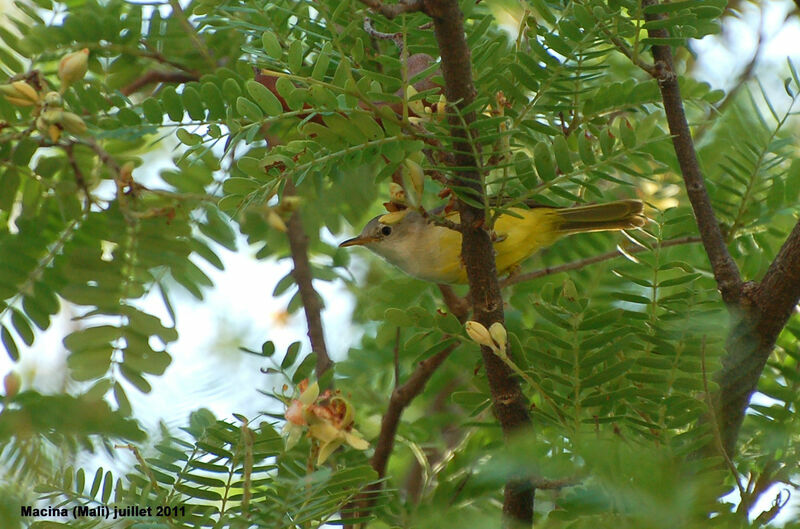 Érémomèle à dos vertadulte, identification