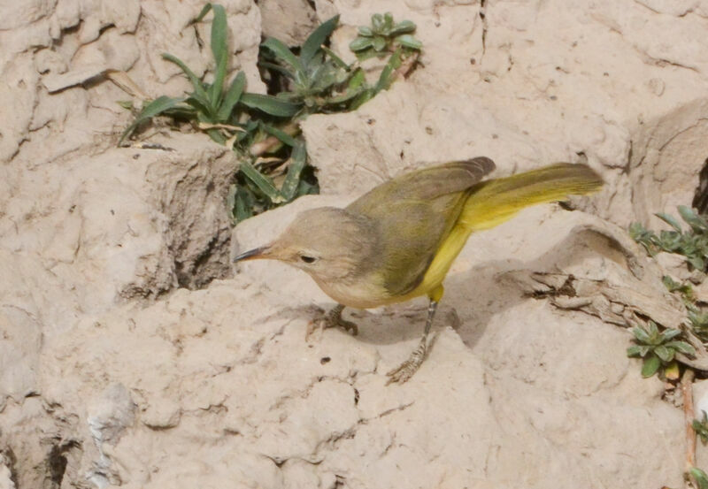 Senegal Eremomelaadult