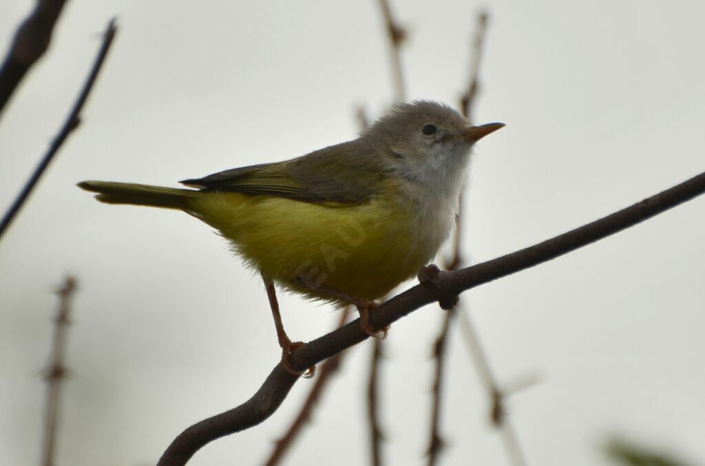 Érémomèle à dos vertadulte, identification