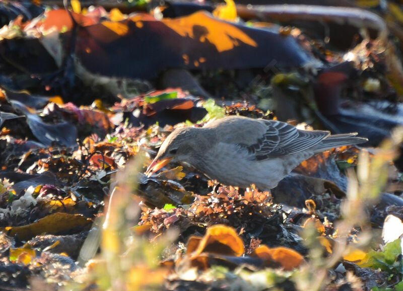 Rosy Starlingimmature