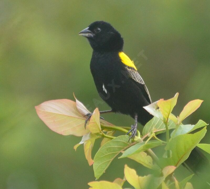 Yellow-mantled Widowbird