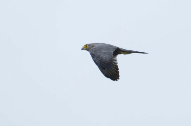 Grey Kestreladult, Flight