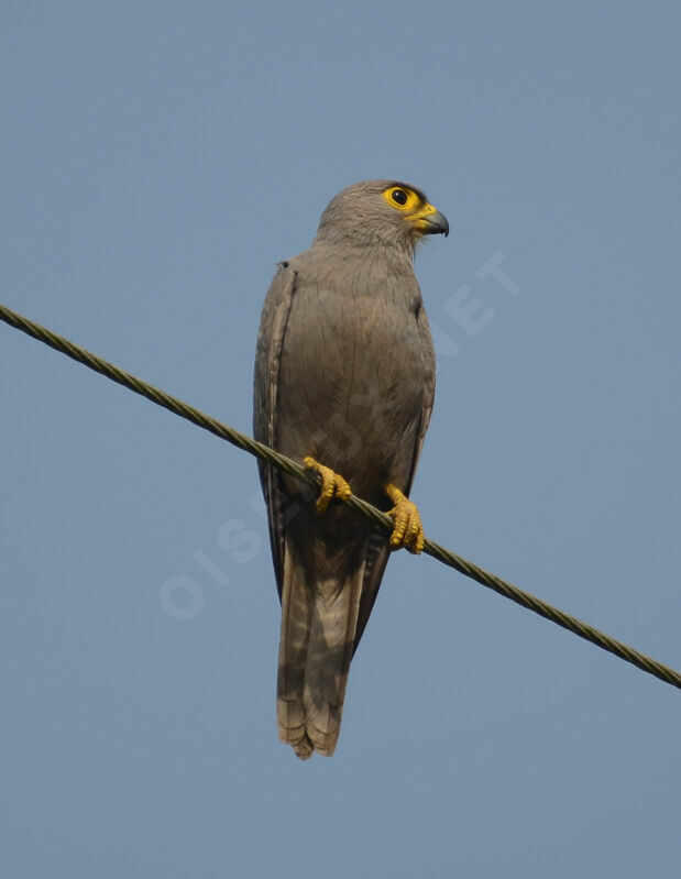 Grey Kestreladult, identification