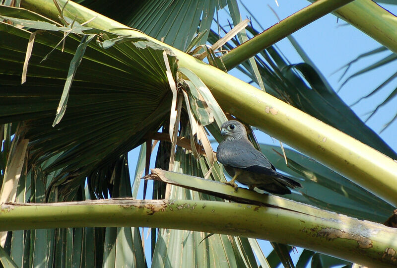 Grey Kestreladult, identification