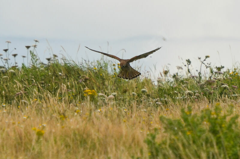 Common Kestrel female adult, Behaviour