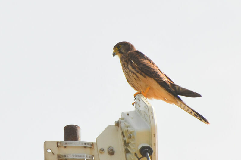 Common Kestrel female