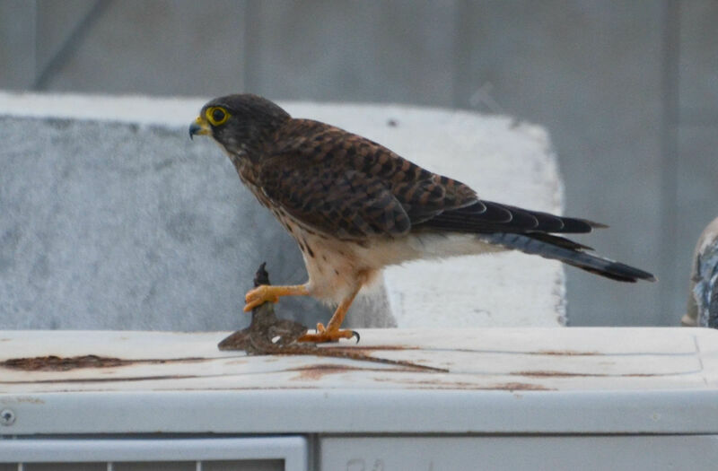 Common Kestrelsubadult, fishing/hunting