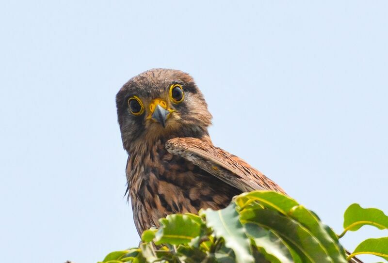 Common Kestrel, close-up portrait