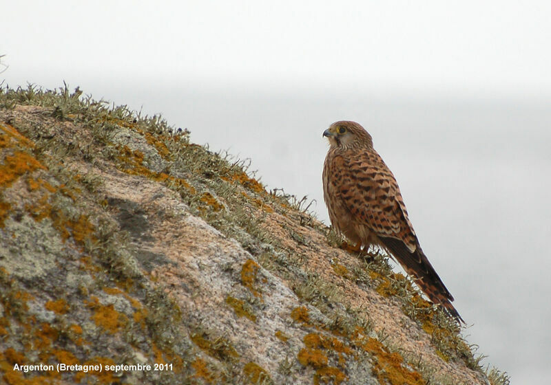 Faucon crécerelleadulte, identification