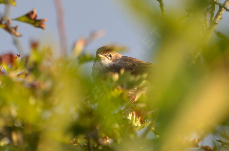 Common Whitethroatadult