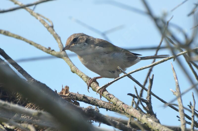 Common Whitethroat female adult