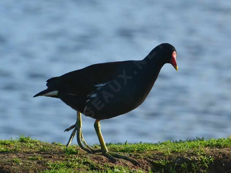 Gallinule poule-d'eauadulte, identification