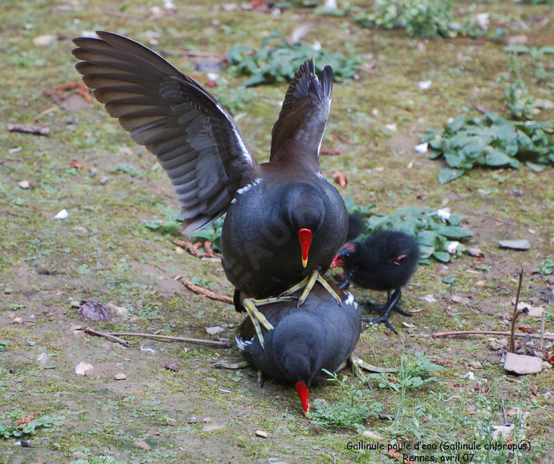 Gallinule poule-d'eau adulte nuptial