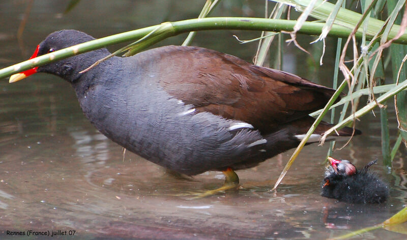 Common Moorhen