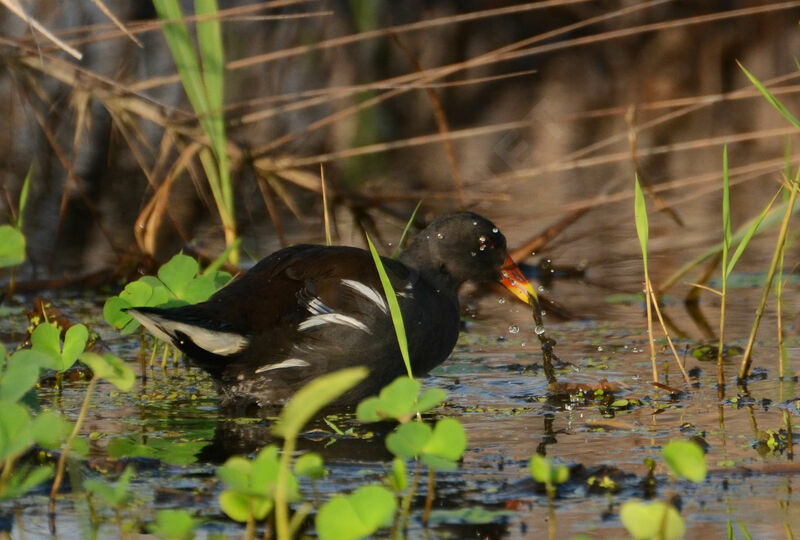 Common Moorhenadult, identification, feeding habits