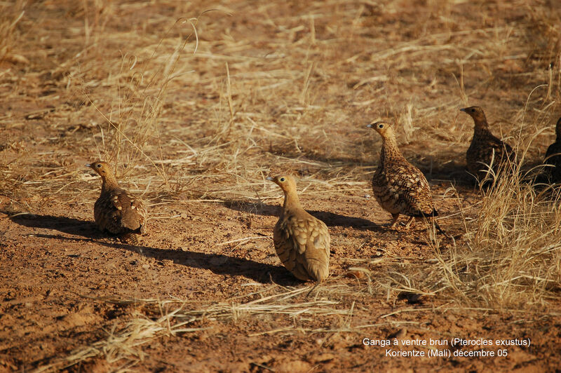 Chestnut-bellied Sandgrouse adult