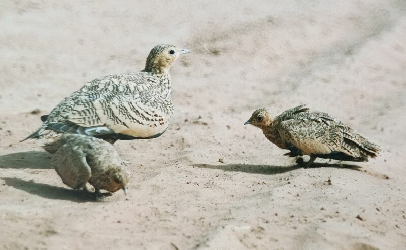 Chestnut-bellied Sandgrouse